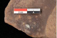 Foto (Detailsansicht) von Quercus palaeoilex Ettingshausen (NHMW-GEO-2024-0188-0881)